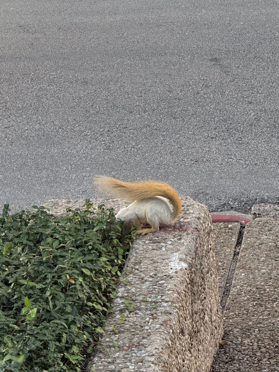 mirovija's tweet photo. i could really use another albino squirrel spotting right now
#utdaily #utaustin #albinosquirrel https://t.co/Z56wnB7Ssy