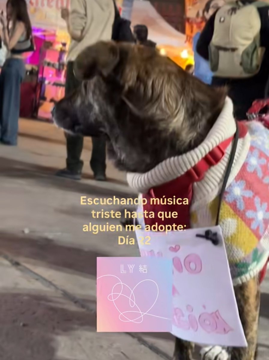 2uwjkoo's tweet photo. Por si buscan adoptar a un perrito, el es Aurelio de Lima, está en busca de una familia, han pasado meses y nadie lo adopta. 😞

Si quieren tener info de el, les pasó la cuenta del señor que lo cuida:  https://t.co/Ji7Zw7YqON https://t.co/QffQ1F5FJv