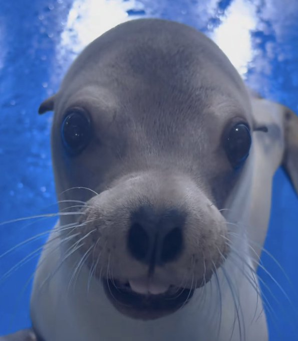 flowww99's tweet photo. this baby SEALION that looks EXACTLY like BILLY got 1 MIL views on tiktok in the past couple days

apparently hes viral on Douyin too giga animal runner
https://t.co/PBQoIU7ulH https://t.co/Y0ELCkN3f4
