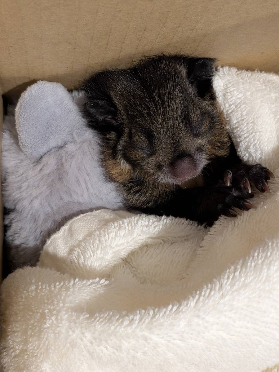 TomTheDogdevs's tweet photo. 80K VIEWS in a few HOURS!! Punch x Pnut type NARRA!?!?!?

This FLYING SQUIRREL named ルイ is going GIGA VIRAL in X and IG for loosing his MOTHER and getting this ULTRA CUTE plushie as em,otional support ANIMAL

ルイ also LOOKS EXTREMELY CUTE. Literally HUGE POTENTIAL

NAME PROOF
https://t.co/SDnDjNuk48
https://t.co/ljFDD6JK6N