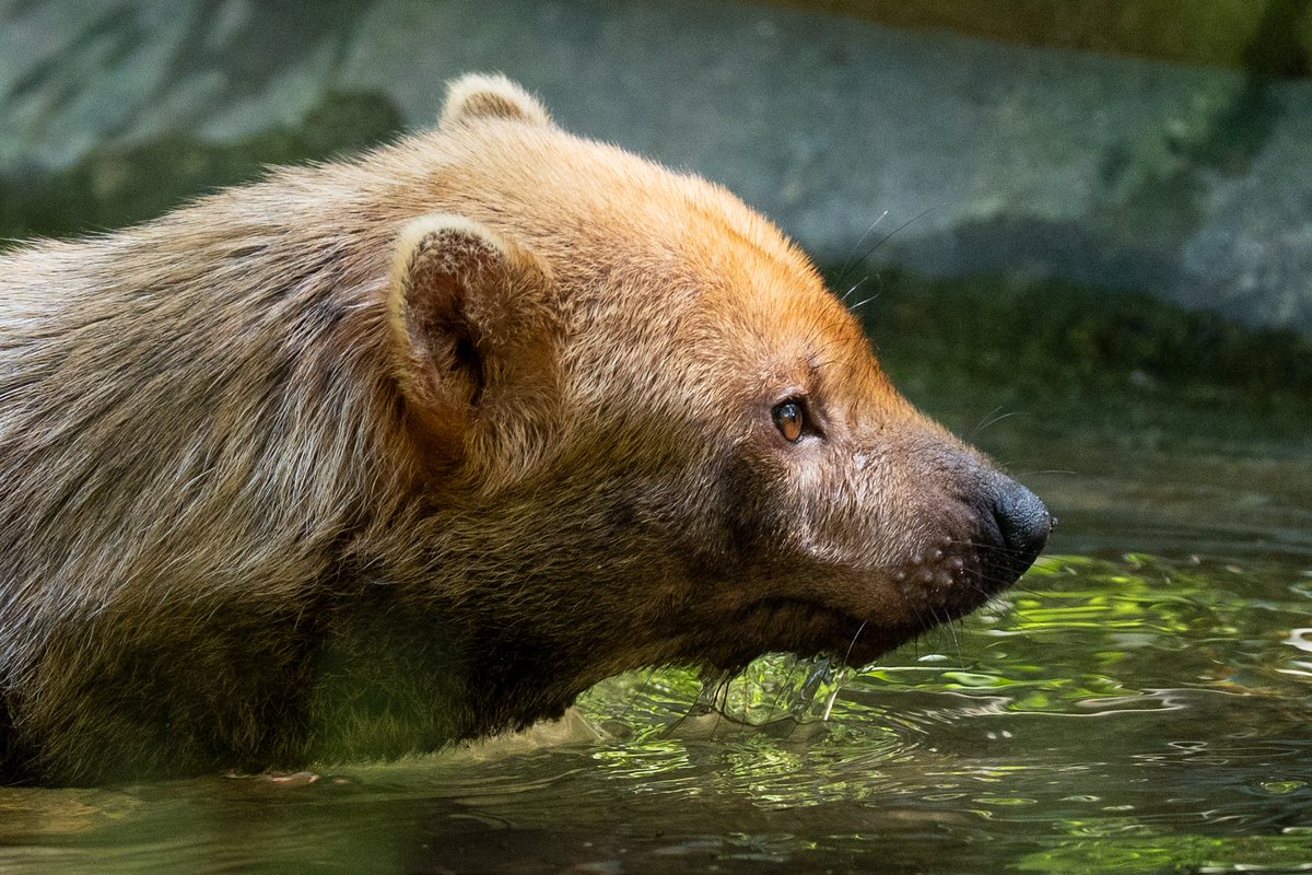 yabuyabubushdog's tweet photo. 水浴びの横顔

＃ヤブイヌ ＃bushdog ＃東山動植物園 ＃ヒロマル https://t.co/wP6hj3FSTy