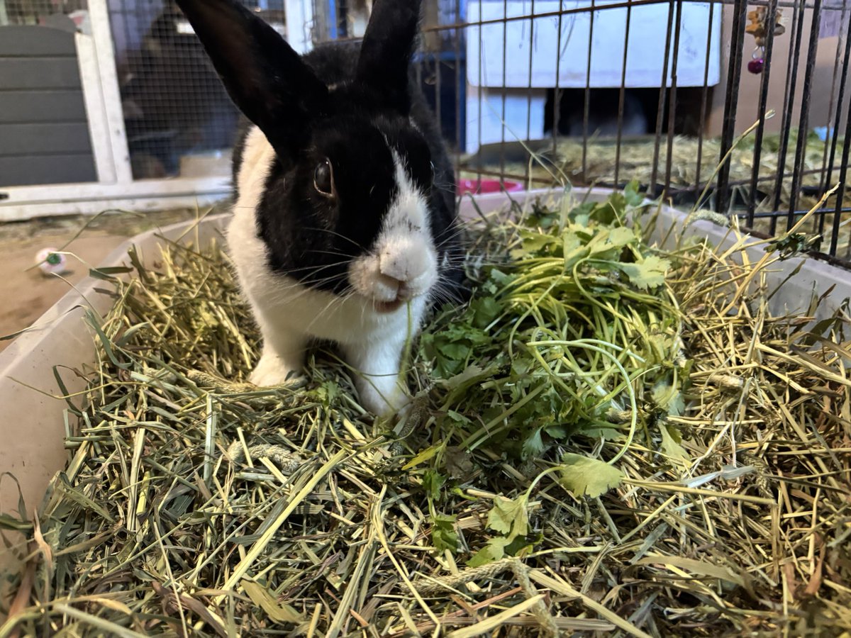 Preciousways825's tweet photo. Wilson: I got locked up with the little girls. The cats! Their mom pulled out the cilantro when I was happy with that. https://t.co/CW5GjXyWP5
