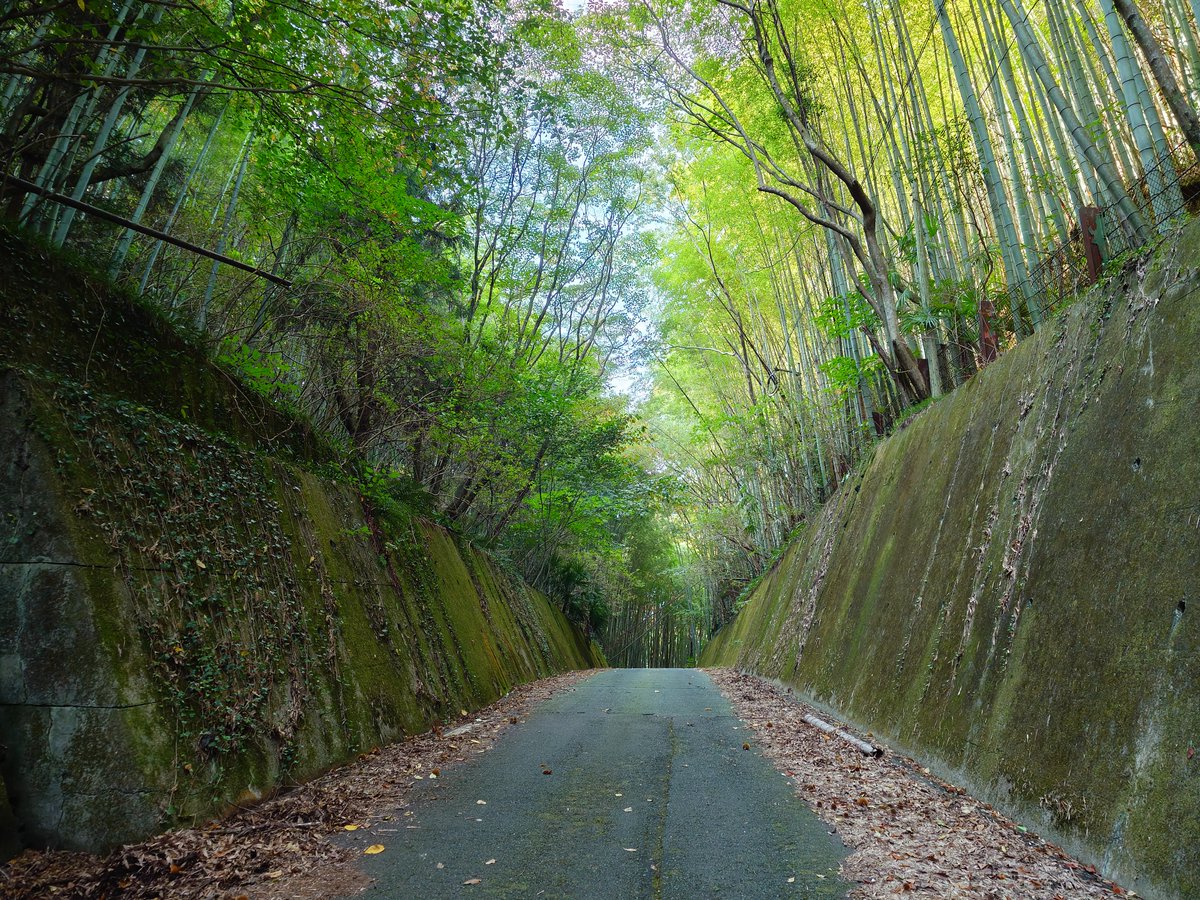 yuugure_blue's tweet photo. 小瀬峠のピーク地点へ🚶‍♀️

未舗装路の旧道は荒れ放題で虫の楽園になってたので、普通の道を歩けば良かったと後悔しました(・_・;) https://t.co/frieLkWTRa