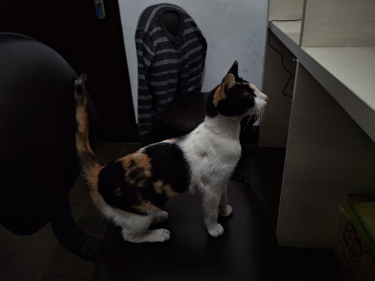 onyourighty's tweet photo. exactly, I see miaw I capture them https://t.co/hbOwbOFPjx