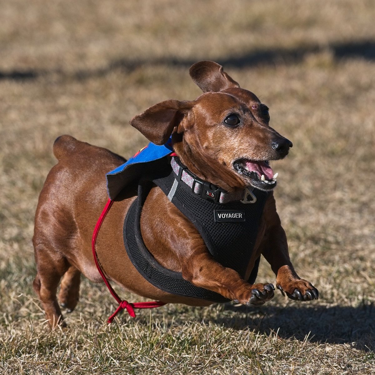 EdmontonHumane's tweet photo. Our most spooktacular event of the year is just 2 weeks away! 👻 

Bring the whole fam &amp; join us on Oct. 25, 10 a.m. - 4 p.m. for our 2nd annual Howl-O-Ween — a day of FREE fang-tastic fun for people &amp; pets 🐾

👉 Plan your day at Howl-O-Ween: https://t.co/9zU3k1uzj9 https://t.co/X5YUSAg6Bf