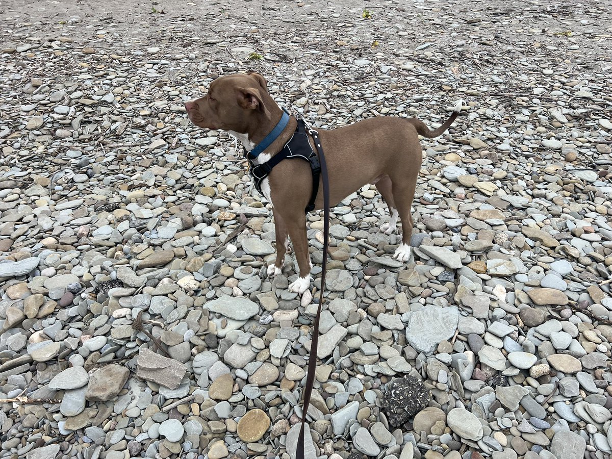 BadDogsPa's tweet photo. Took Brownie to Walnut Creek Access https://t.co/QJ06cBEPM4