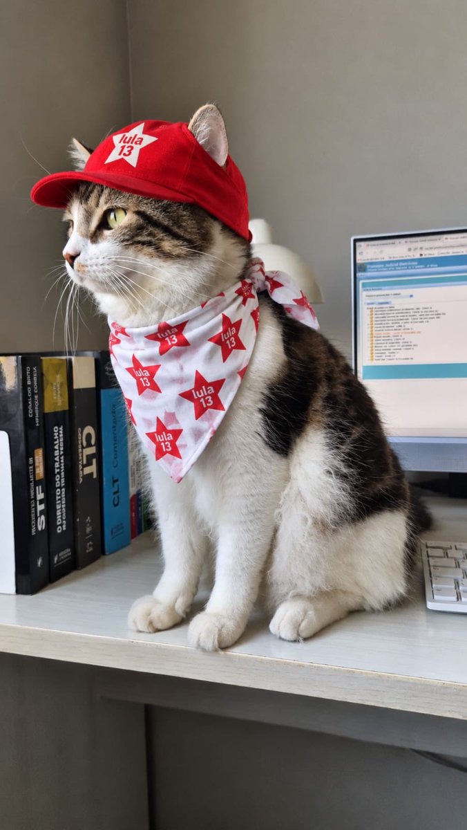jessiquismo's tweet photo. Gatinhos com Lula ⭐️❤️ https://t.co/iHJ23jLqFU