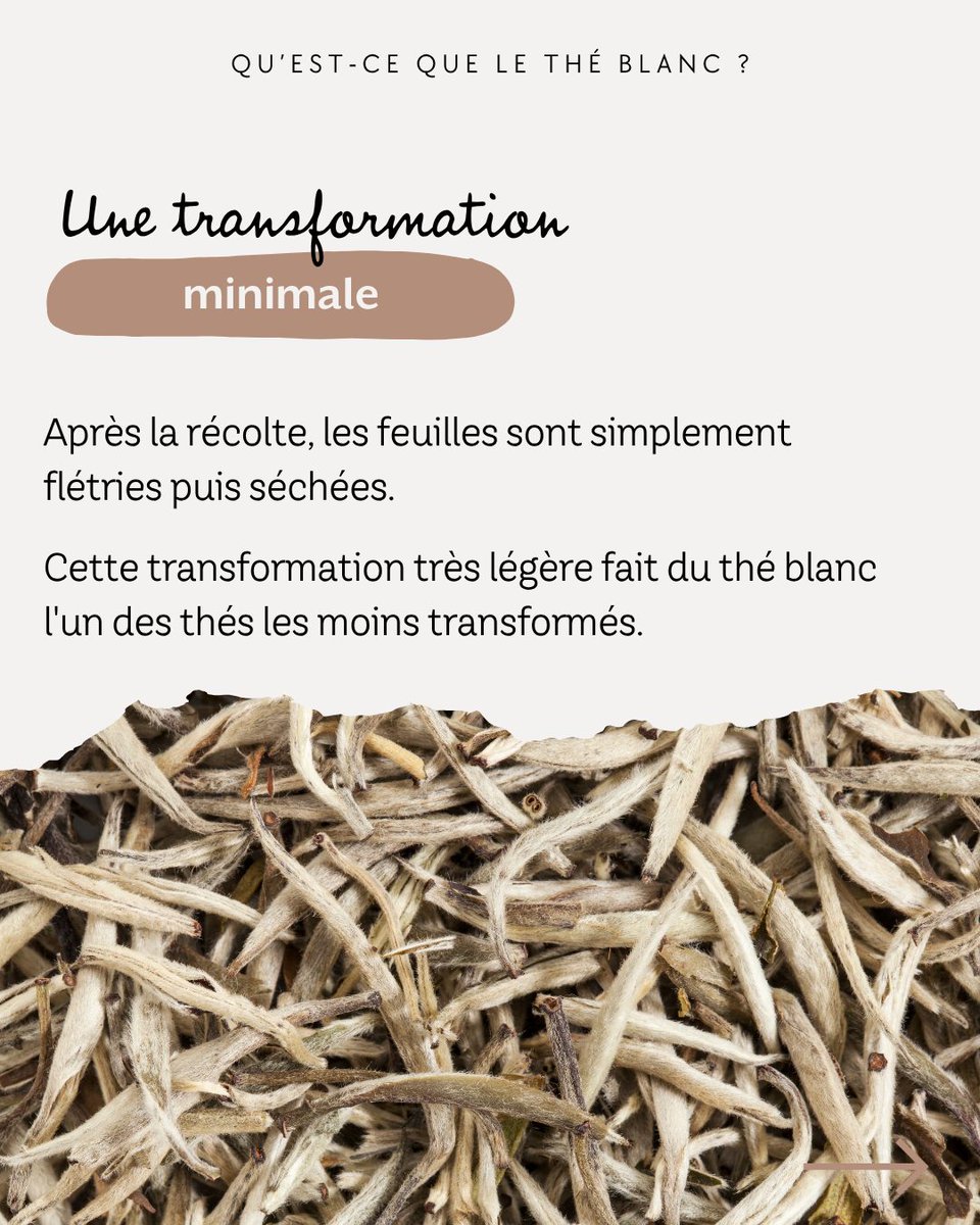 ecemakmn's tweet photo. Connaissez-vous le thé blanc? Issu du Camellia sinensis, il compte parmi les thés les moins transformés. Récolté au printemps, il séduit par ses arômes délicats et la douceur de son infusion. https://t.co/RNMWljfdD9