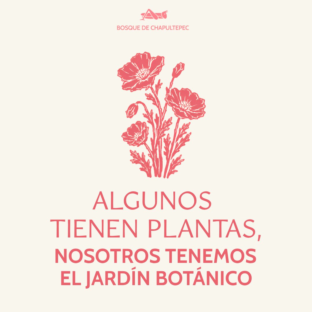 ProChapultepec's tweet photo. Algunos tienen flores. Nosotros tenemos un Jardín Botánico: 5.3 hectáreas en el corazón de la ciudad, con 18 jardines y un invernadero art decó con una colección de orquídeas que estamos rehabilitando.
Y un día como hoy, en 2006, se inauguró 
@ChapultepecCDMX https://t.co/7YefQBh0Z4