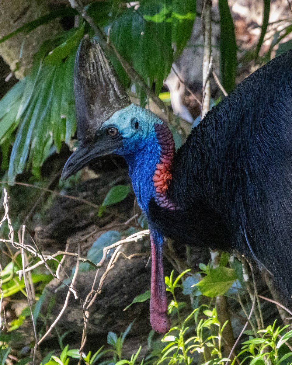 coolramsha's tweet photo. From one dinosaur to another: a Southern Cassowary on Queensland’s Cassowary Coast. One of the world’s most dangerous birds, yet far more threatened by us than we are by it. https://t.co/4KZGcqwcLO