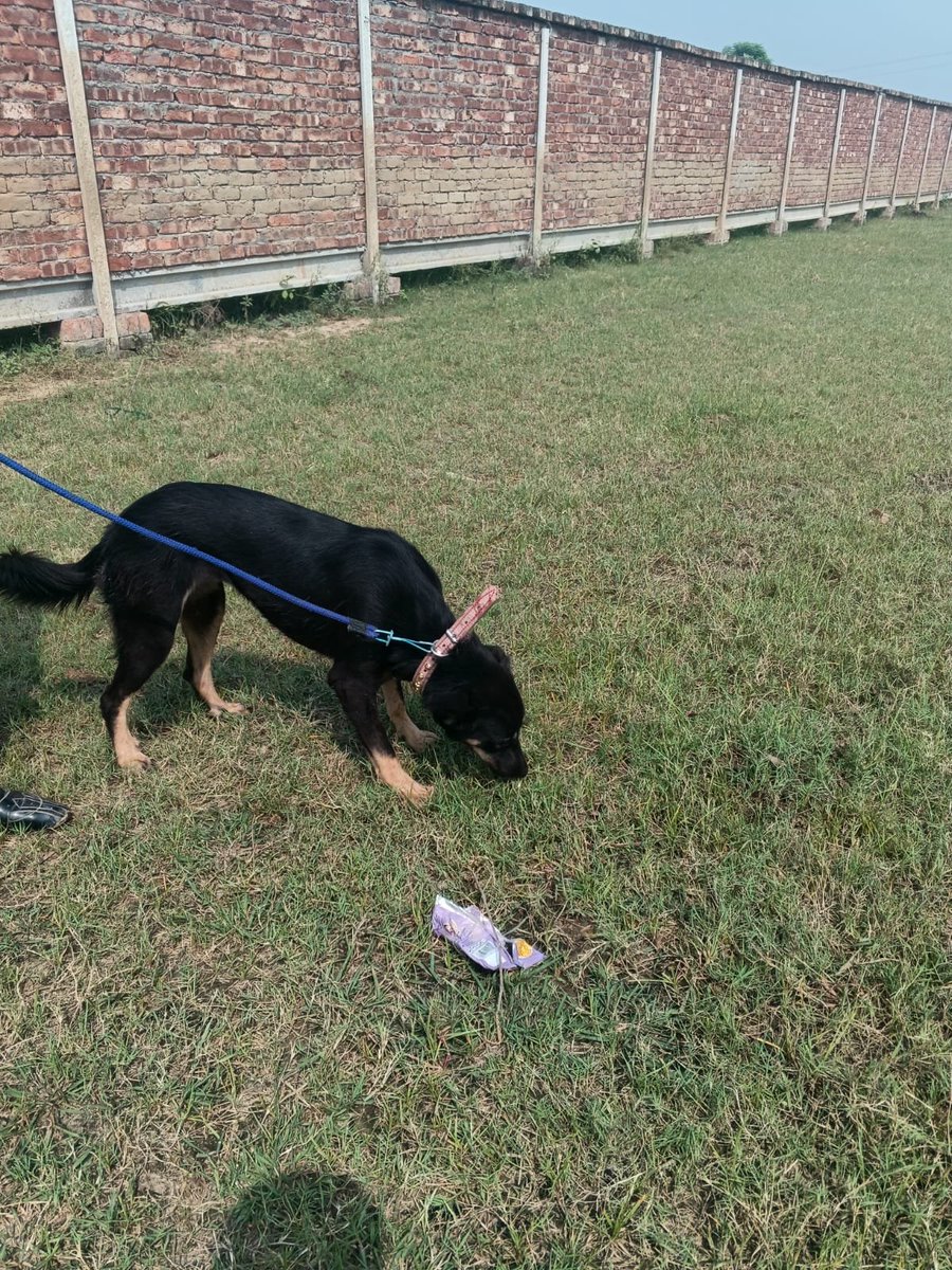 tws_pk2's tweet photo. Thank you to everyone that donated towards transport for Helena, Sheep and Victoria 💖. Pleased to say that they got to join their forever home and have settled in well. Three dogs will never have to fear the dog culling teams. Have the best life ever, you deserve the world 🌎💕 https://t.co/JLcy174zBg