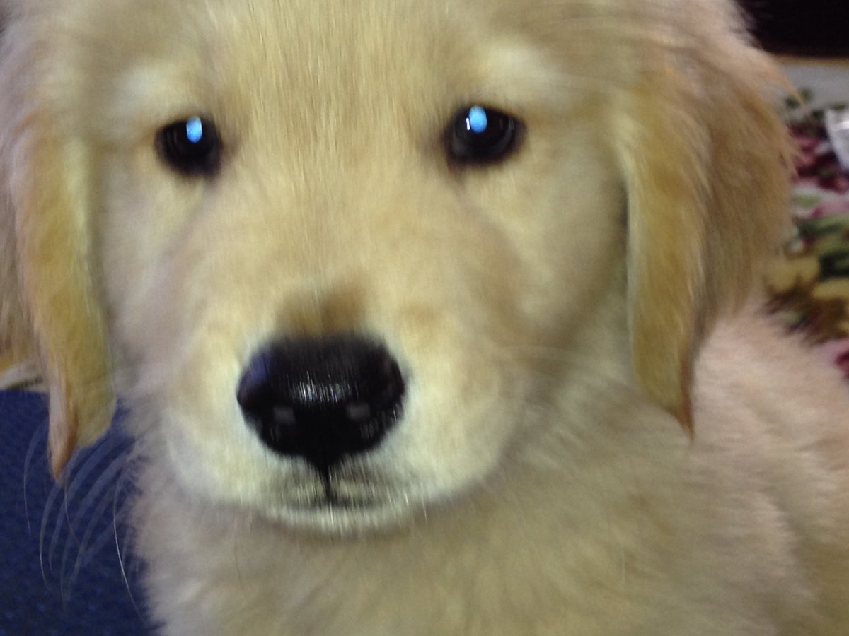 akkamnr's tweet photo. 10月12日は、犬が初めて家に来た日でした。

2013年10月12日

＃ゴールデンレトリバー
＃虹組🌈 https://t.co/HlHqoAdK2s