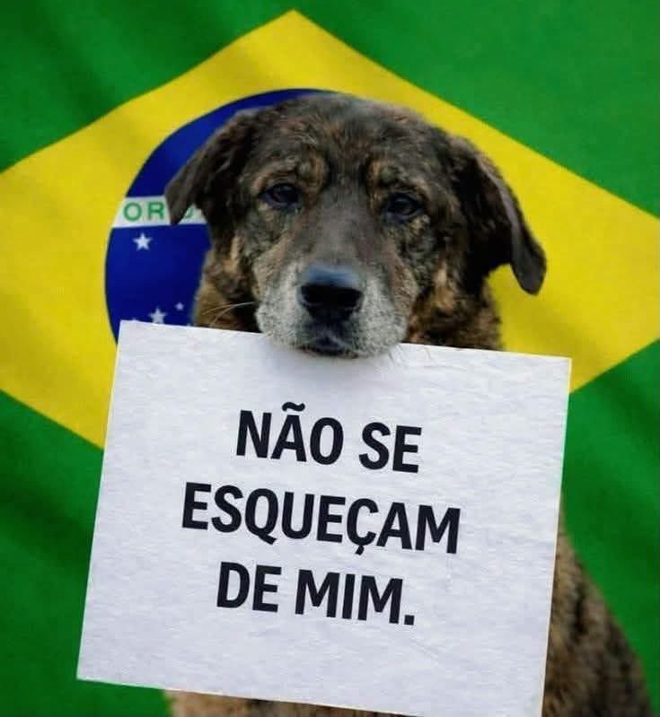 MarcoValverde72's tweet photo. JAMAIS #Orelha ❤️🥹

#JustiçaPorOrelha https://t.co/9o8mDqCaQc
