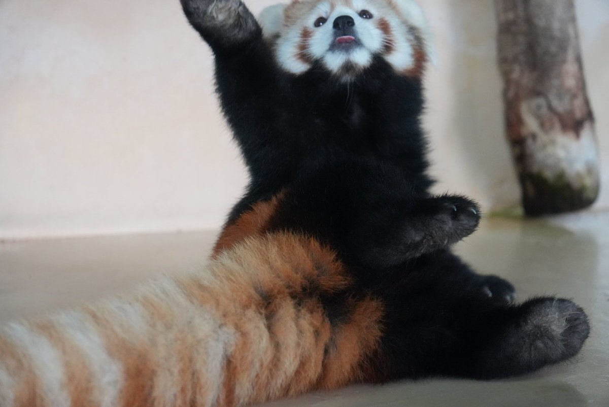 curemofmof's tweet photo. 朝の体操レイファ
恋の季節に向けての練習だといいな💕
#大森山動物園 #レイファ #令花 #レッサーパンダ https://t.co/adLAVdghP0