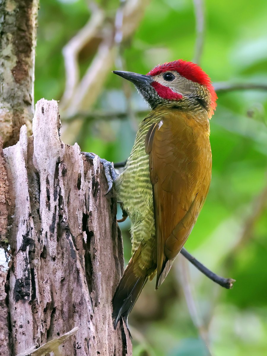 costa_rica123's tweet photo. Golden-olive Woodpecker（キンバネモリゲラ）

日本の野鳥に詳しければ、親近感を覚えるはず。あの鳥に雰囲気が似てるでしょう？

#キツツキ #コスタリカ https://t.co/HeIkpRCS8q
