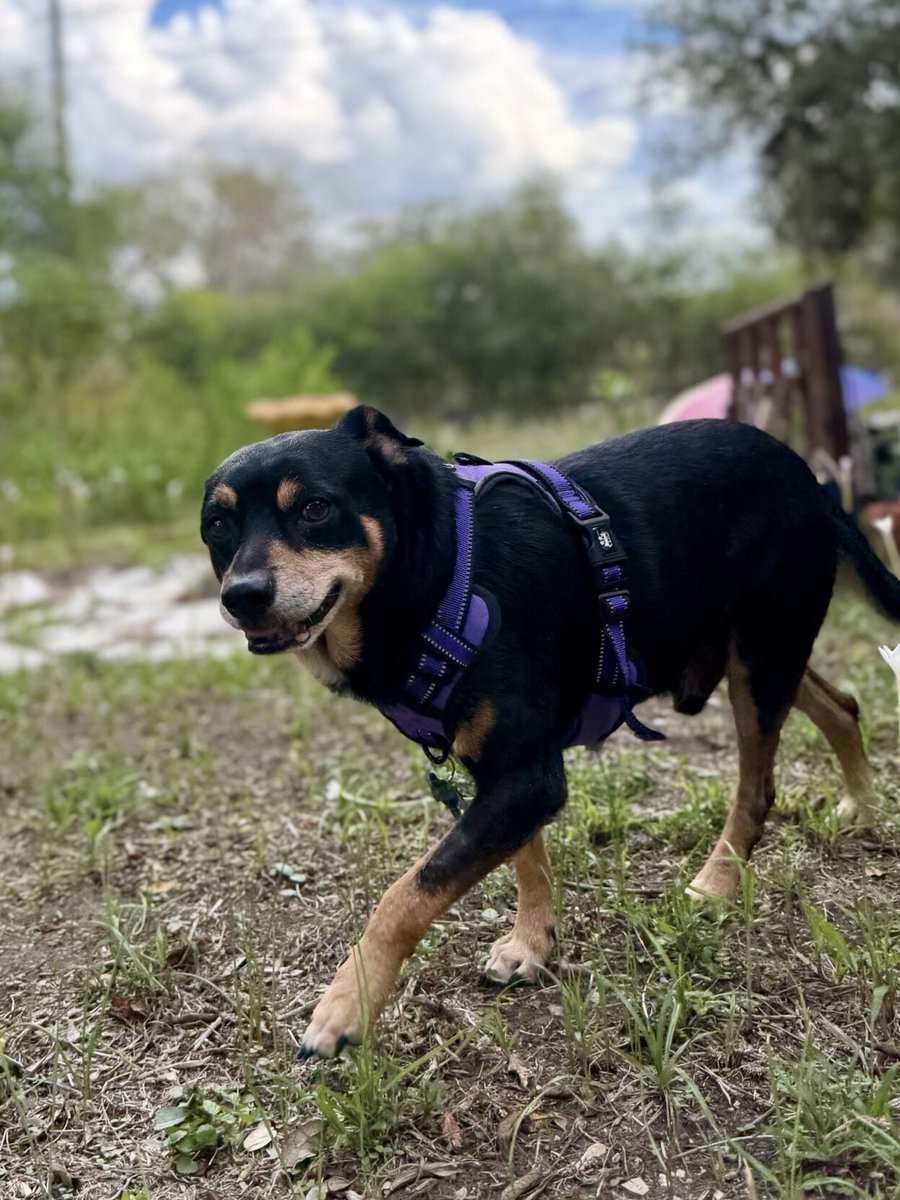 TheRealMadOx's tweet photo. In August, someone sent Beeville, Texas police a video of a man hitting a small dog with a long object and his fists.

Officer Nathan Morin had a warrant and that pup out of there within two days. Thank you, Officer Morin.

He came in with deformed ears and missing teeth, and he trembled whenever anyone got close. Beeville Animal Control made sure he could eat, then gave him walks, treats and belly rubs until he was the front-office favorite.

On Aug 31, Sarah Gross walked in on a gut feeling. Staff said they had no small dogs. She asked to see the back anyway.

“When I got to Norm’s cage, we instantly connected.”

First day home, after a bath, he “hopped right up on my bed and made himself at home.”

Today Norman is a big brother to her two little girls and best friends with the family kitten. He does a little dance for treats. Gross says he’s “got the best smile.”

“This was one of those happy endings,” said Animal Control’s Joshua Sampson.

Thank you, Beeville Animal Control. Your next best friend might be waiting at your local shelter. Ask to see the back.