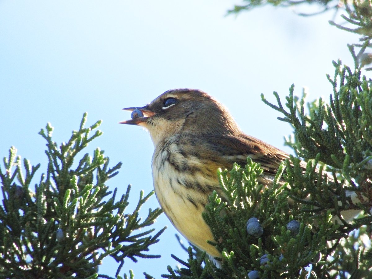 hirundinifaye's tweet photo. yellow-rumped warblers having a little snack!! 💛 https://t.co/zD3tS58pl1
