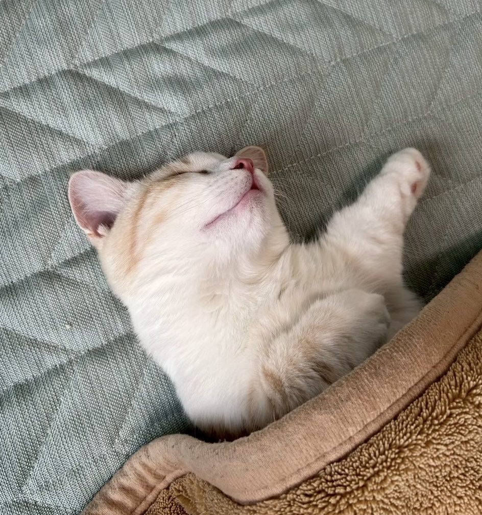 kinanyandaisuki's tweet photo. 爆睡中🐈💤

#相互フォロー #フォロバ #相互RT #猫がいる幸せ https://t.co/A3sjKtNf14