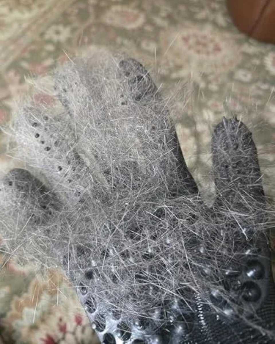 HandsOnOfficial's tweet photo. "After only about 5 minutes of #petting his back and sides, the gloves removed a lot of #fur and dander. I wanted to keep the first session short to ease him into it. If you are looking for a good #deshedding glove, look no further. These are excellent and well made." https://t.co/xbksmzMJzN