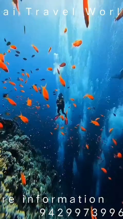candlewisher's tweet photo. Escape to Andaman for 4 nights and 5 days. Enjoy a 3-star stay, breakfast, AC transport, sightseeing, and pick-up/drop. Starting at ₹17, 500 per person for a minimum of 4 guests. https://t.co/qfM0poyFD4
