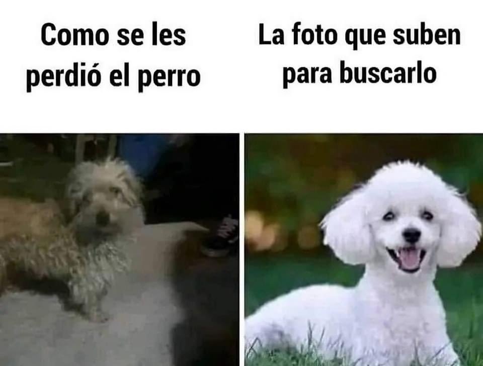 XaviJustFun's tweet photo. Y por eso hay tantos perros perdidos. https://t.co/YJK7UiQOhi