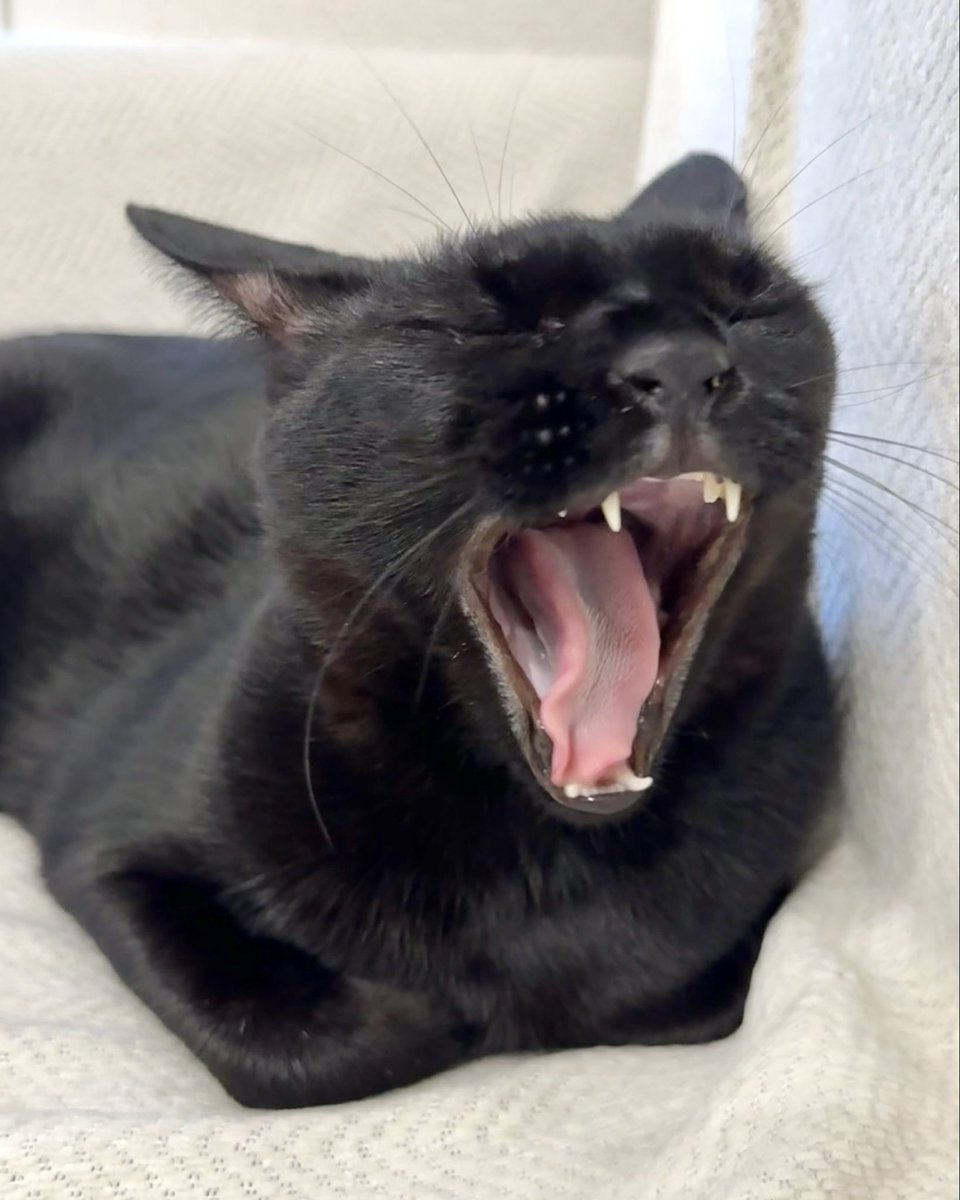 NenekokoC's tweet photo. あくびちゃん✨🥱💥🐈‍⬛

#ねね #ねねここ #あくび猫

#猫 #黒猫 #くろねこ #保護猫 #blackcat https://t.co/eE3LoZ7EkA