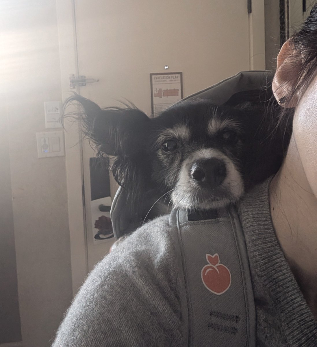 pawsnbreathe's tweet photo. ホテルに無事到着。少し早くチェックインできました。明日の使う予定の犬用バックパックを試着。快適に入ってもらうためにはもう少し時間をかけてトレーニングしたらよかったんだけど、時間がなくて持ち上げて背負うまでの数秒「🐶!!!????」という顔してた。すまぬ。。 https://t.co/AbdwnIuKPb