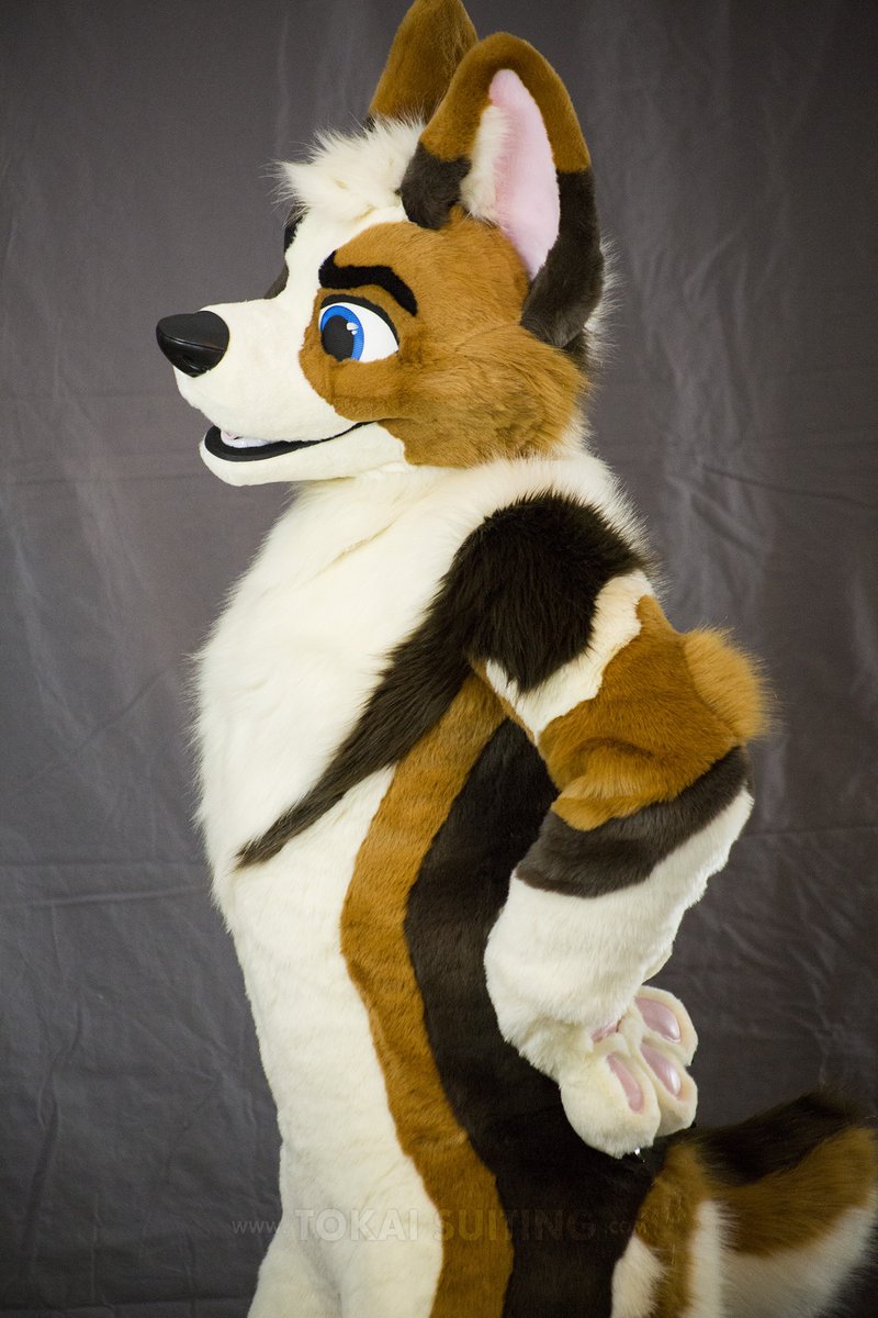 TokaiSuiting's tweet photo. Finished my first corgi EVER! Meet Mocha! So happy with how he came out for @Bandalito https://t.co/MJZk4pQNVu