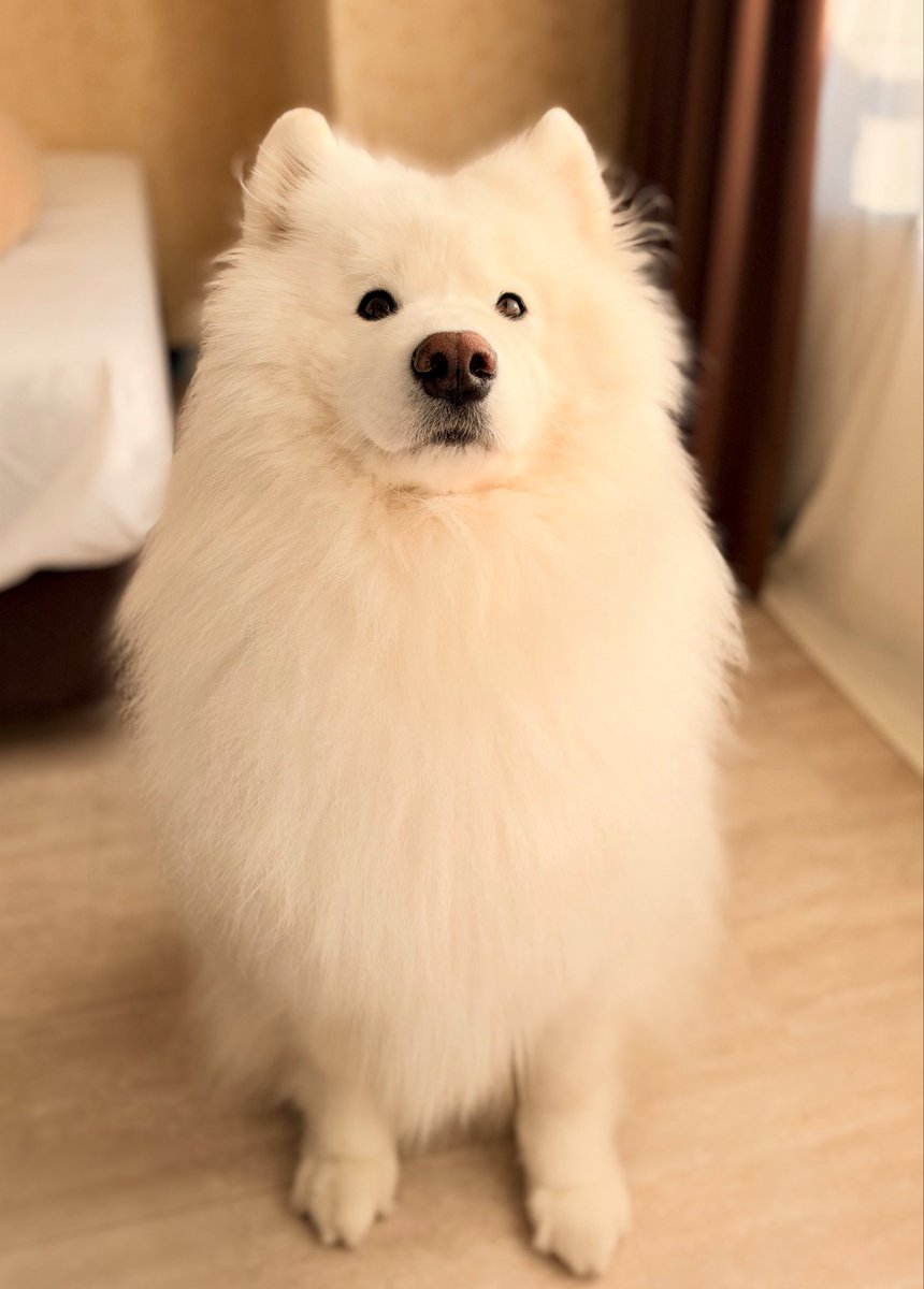 samoyed_dazs's tweet photo. おはダッツです🐻‍❄️☀️
順調に冬毛が育ってるサモエド https://t.co/dPLv33tYbo