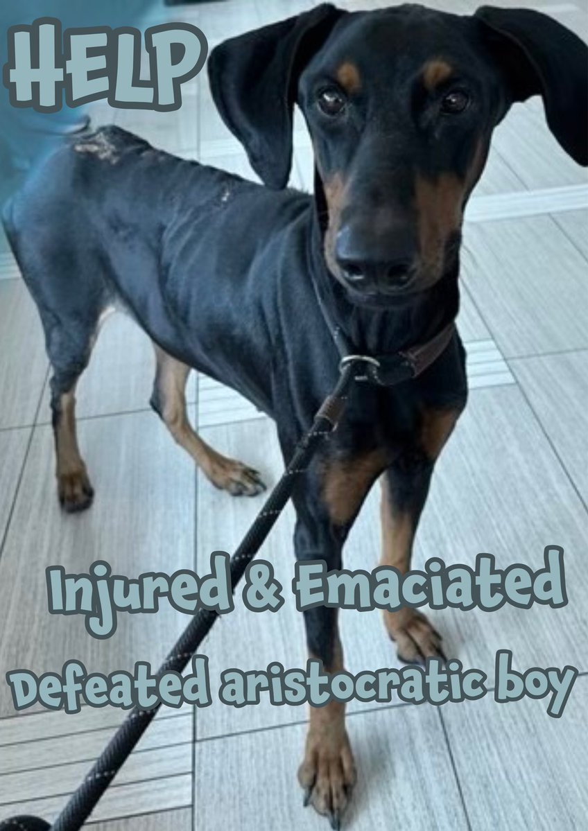 RoCoGB's tweet photo. 💔BEWILDERED & ALONE
At intake DRACULA cried out in pain💔

4yo Doberman has endured agonising pain #A391144

❤️‍🩹Periodic instability with hind legs - suspt’d trauma linked to raw bleeding multiple wounds, dehydrated, underweight & vomiting😭

His pain temporarily masked when this gentle boy asks only to be loved💘

He’s desperately waiting for his hero🙏

Asking for sponsor to help with vet care & #pledges4rescue🙏

Corpus Christi Texas