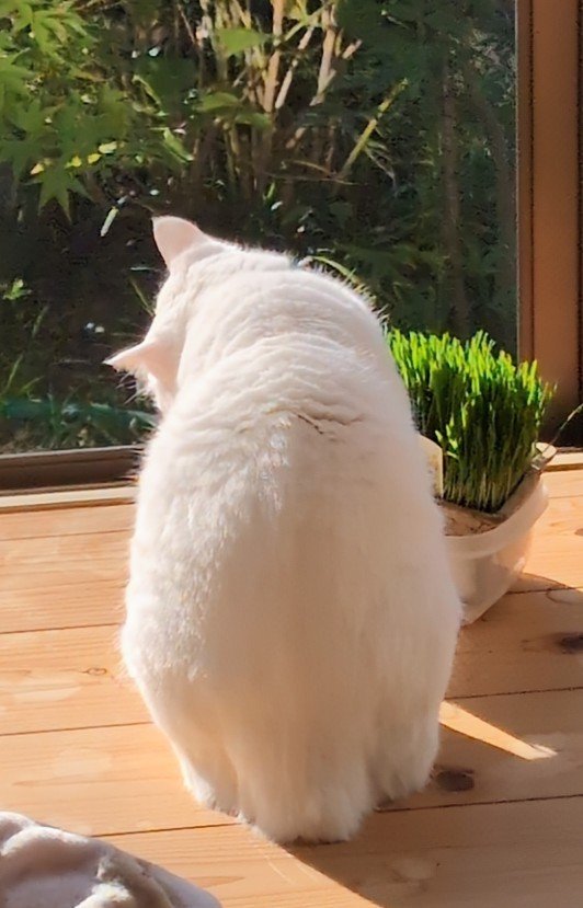 7Y8Y6Qs5ZUkOG3q's tweet photo. おはようございます☀🌤️☀

陽射し☀を浴びながらサラダバーのケツ曜日🍑🍡🍑🍡

食べたら二度寝💤😸🐾🐾🐾

スポーツの日🎌も私達🥸😺🐢以外は仕事(^_^;)💦

連休最終日はゆったり過ごして下さいね🤗😽🐢🍀🍁🍂 https://t.co/yzhpgD480e