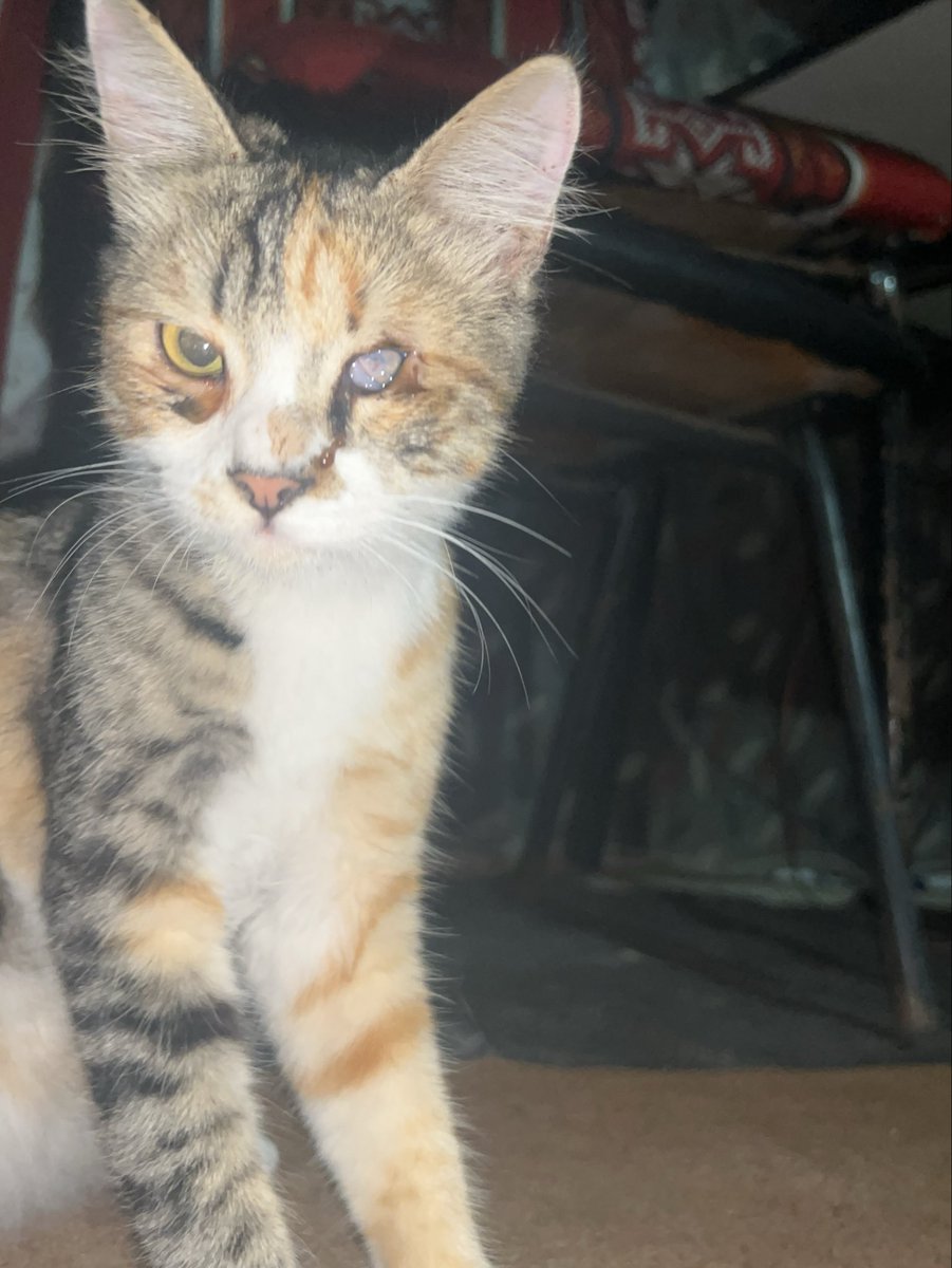 RescueCare's tweet photo. Yesterday, you gave us hope.❤️🙏 Thanks to our loyal friends🤍, we received some much-needed help for the shelter animals. Thank you from my heart!

But suffering in Gaza never stops.💔

Today, I found this poor little girl searching for food among the rubble, her eye badly injured.🐈

She is now safe with us, and tomorrow morning we will take her to the vet.

My dear friends, we cannot erase their suffering, but together we can change their tomorrow. Every life deserves to heal, feel safe, and be loved.🙏❤️

❤️PayPal: https://t.co/eL95czBKbE

❤️GoFundMe: https://t.co/hYA2hXVbts

#Gaza #AnimalRescue #CatRescue #SaveAnimals