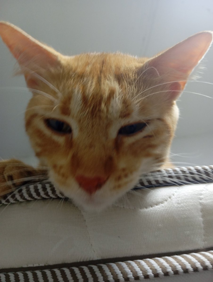 LU1S_K2170's tweet photo. 😺 https://t.co/xeuLrBpPOx