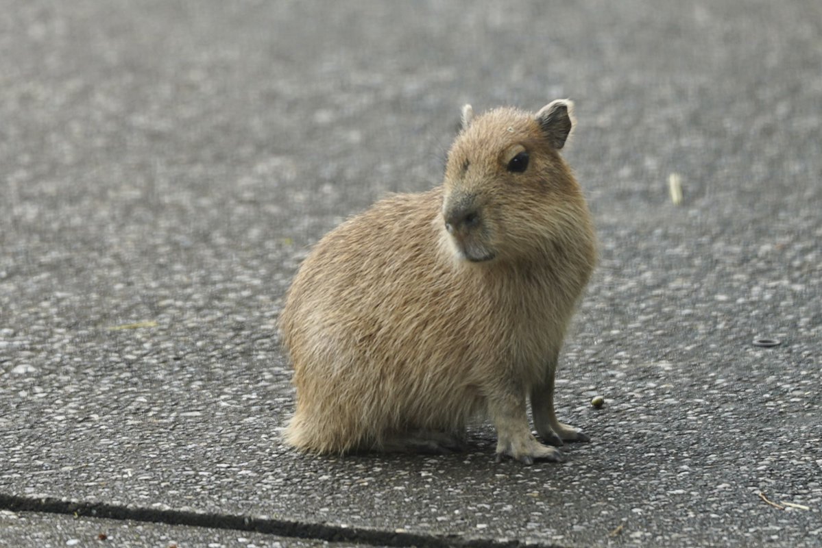 capybaracamera's tweet photo. 遠くにポツンといる子カピでおはようございます。

#カピバラ
#伊豆アニマルキングダム https://t.co/9qeQQxuFVu