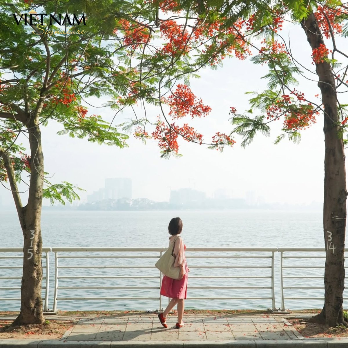 IlyRubi's tweet photo. West Lake offers a slower side of Hanoi: cycle the 17–18 km route, visit Tran Quoc Pagoda and Quan Thanh Temple, explore Quang Ba Flower Market, enjoy lakeside cafés, local food and sunset views. https://t.co/pJn0DsP85G