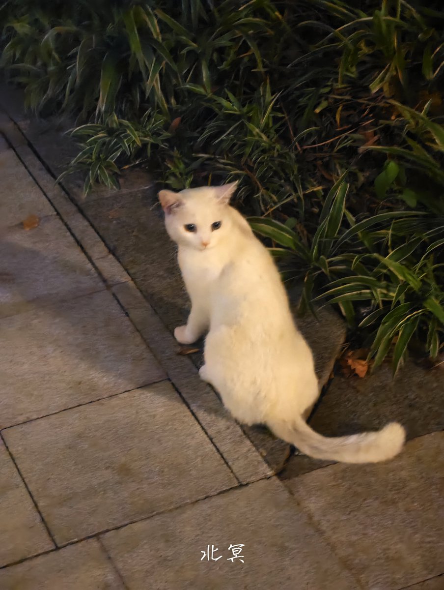 beiminmin's tweet photo. 晚上遇到一只小猫 https://t.co/XNZ95b8ax7
