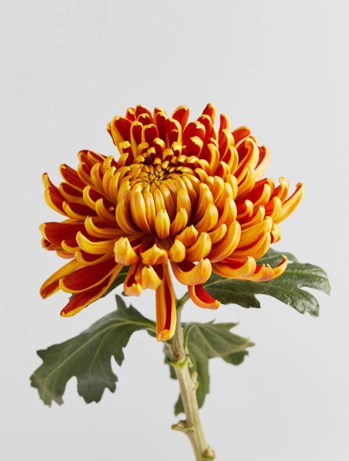 EdwardQuigley2's tweet photo. Le chrysanthème, ma fleur la plus complexe : chaque pétale brodé s��parément pour révéler volumes et contours. Après près de 40 heures de travail, elle est enfin née sous l’aiguille. https://t.co/2JUddbeJ3u