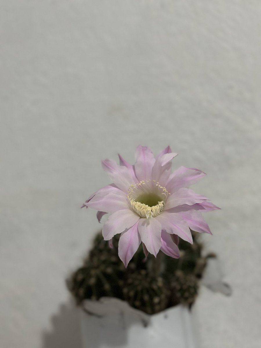 pakserife03's tweet photo. Mükemmel bi görüntü 💐 https://t.co/oFmp4AnPQE