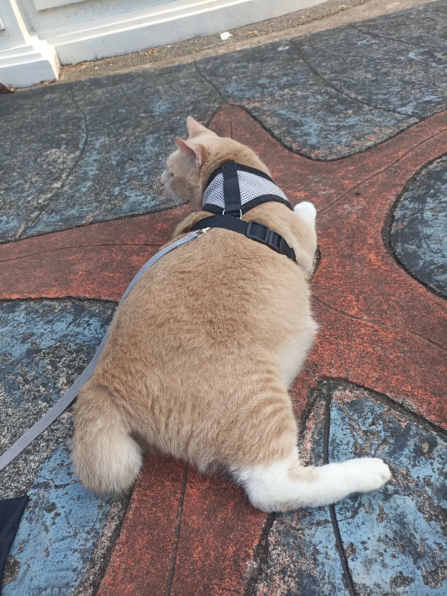 bagindutzoro's tweet photo. Zoro duduk santuy aja walau gak ikut makan, yang penting deketan 🐾

Alhasil Meowmy dapet beberapa jepretan pose si gemoy 😻

❤️ Like | 💬 Comment | 🔁 Share | 📲 Follow

Harness 🐾
https://t.co/NQBhld1P98 

Lainnya 👇🏻
https://t.co/GpTTT6zNTm 

#BagindutZoro #PoseGemoy #Fyp https://t.co/myruQtmI39