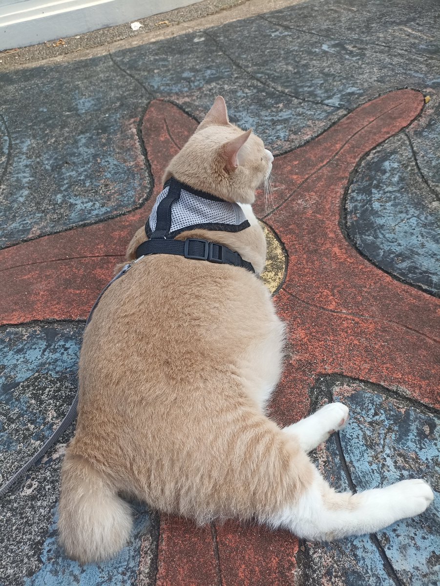 bagindutzoro's tweet photo. Zoro duduk santuy aja walau gak ikut makan, yang penting deketan 🐾

Alhasil Meowmy dapet beberapa jepretan pose si gemoy 😻

❤️ Like | 💬 Comment | 🔁 Share | 📲 Follow

Harness 🐾
https://t.co/NQBhld1P98 

Lainnya 👇🏻
https://t.co/GpTTT6zNTm 

#BagindutZoro #PoseGemoy #Fyp https://t.co/myruQtmI39