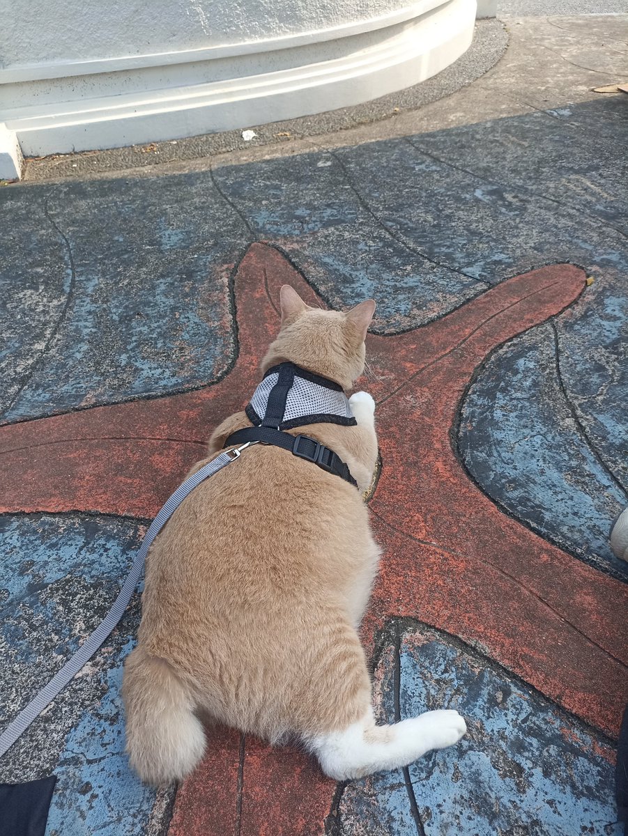 bagindutzoro's tweet photo. Zoro duduk santuy aja walau gak ikut makan, yang penting deketan 🐾

Alhasil Meowmy dapet beberapa jepretan pose si gemoy 😻

❤️ Like | 💬 Comment | 🔁 Share | 📲 Follow

Harness 🐾
https://t.co/NQBhld1P98 

Lainnya 👇🏻
https://t.co/GpTTT6zNTm 

#BagindutZoro #PoseGemoy #Fyp https://t.co/myruQtmI39