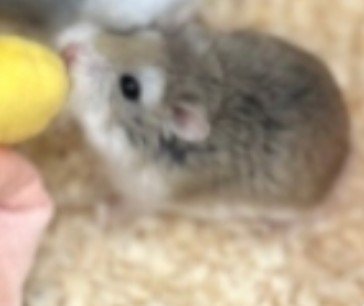 curse_pink's tweet photo. うちの🐹かわいいから見て https://t.co/pM0SvPkZo8