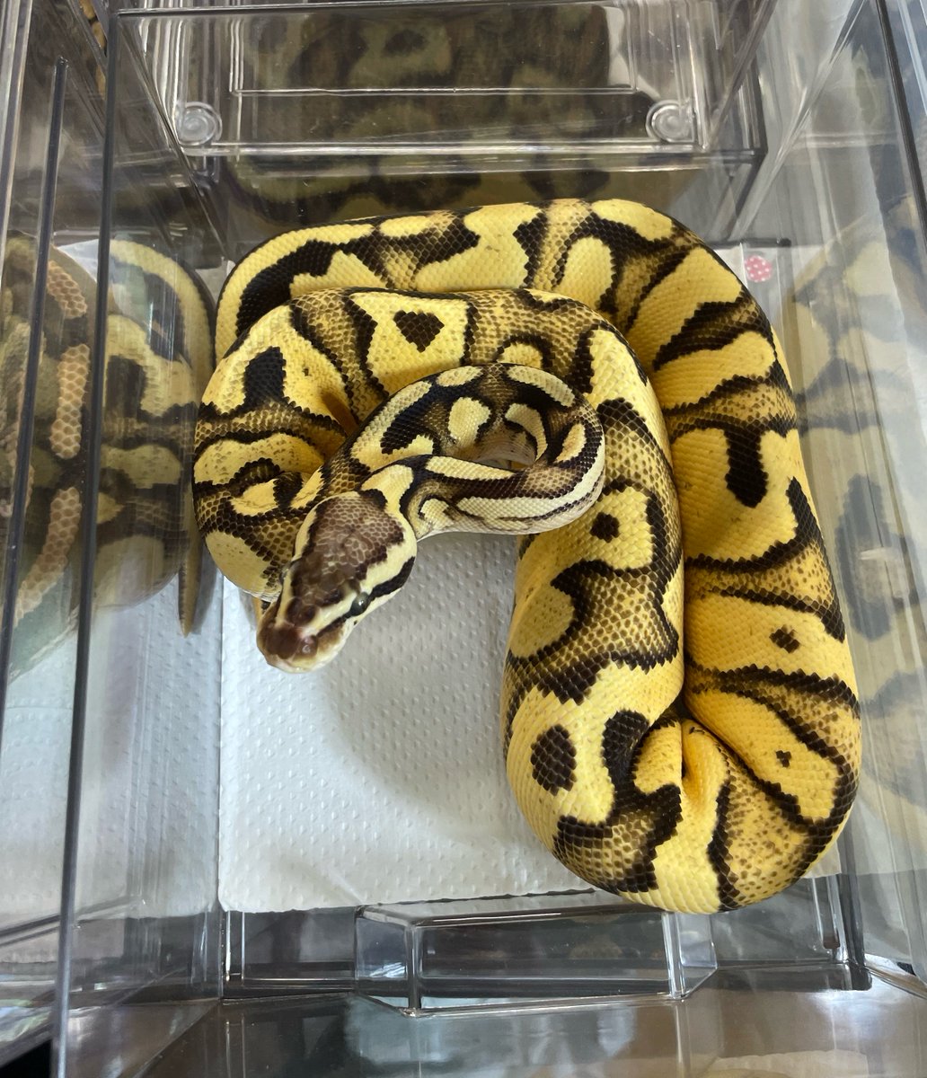 UmbrellaPython tweet picture