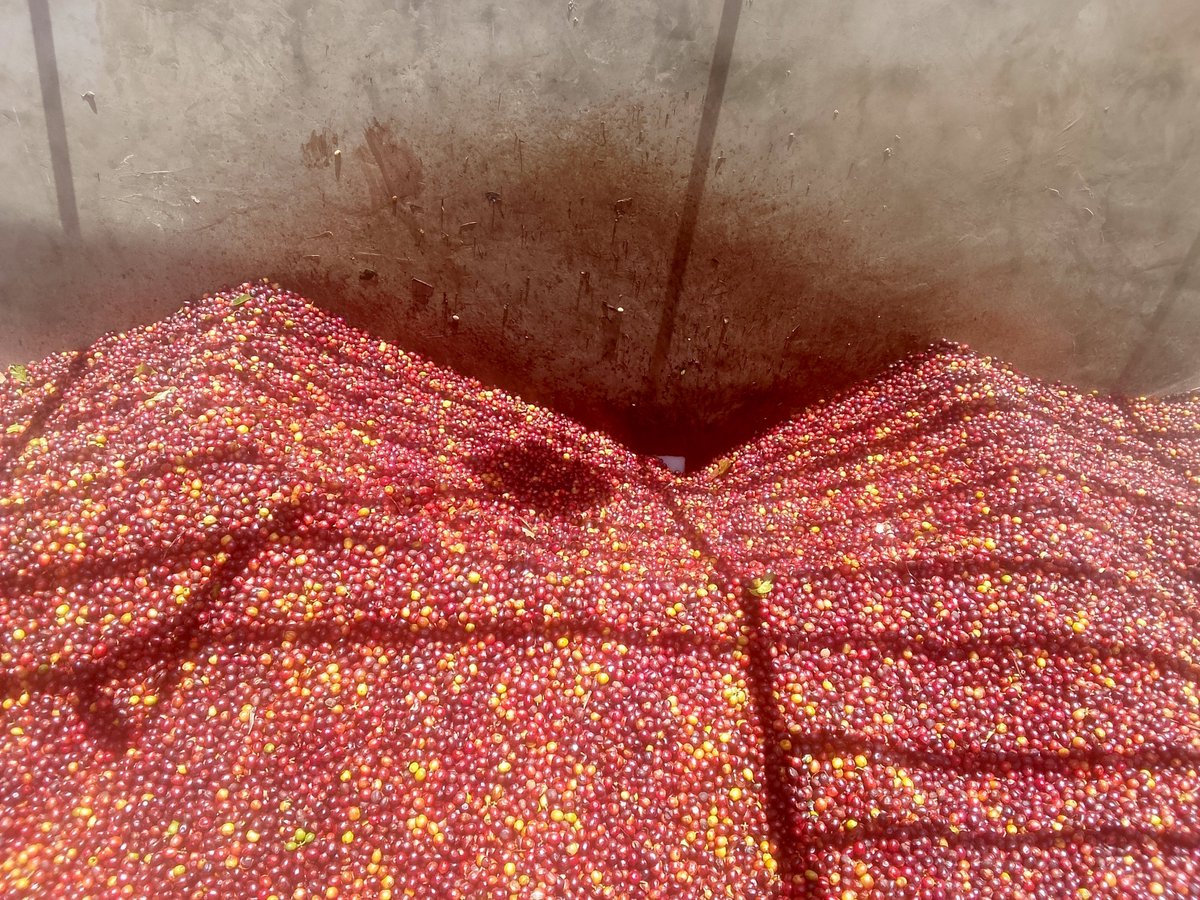 agribawse's tweet photo. Ripe cherries, richer cups! 🍒☕ Dimitra Connected Farmer supports timely picking, processing records and farm-to-cup traceability. 📱 $DMTR #Sustainability #DigitizingOrigin #Traceability https://t.co/XHu6wUOMzw