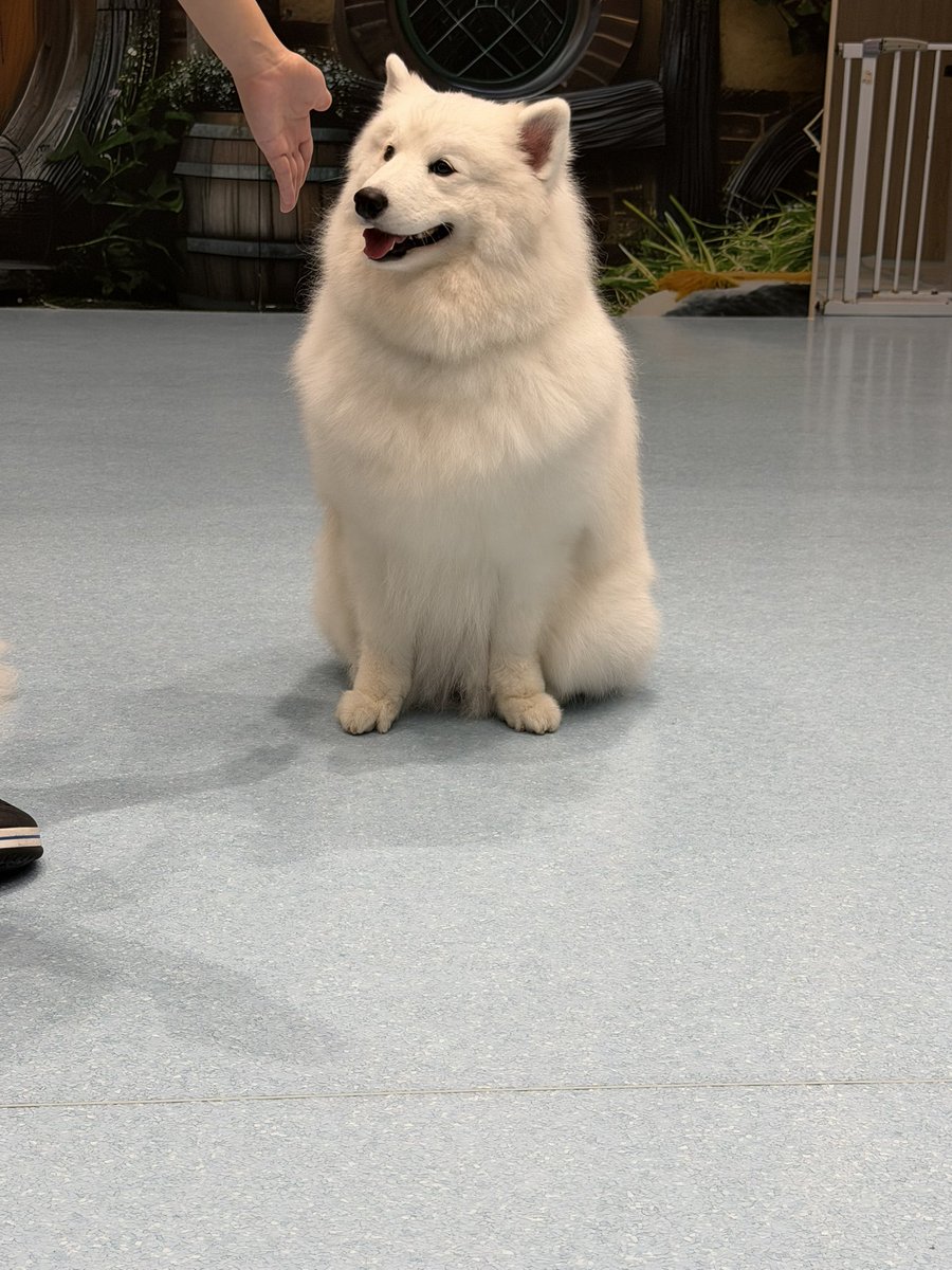 tsyk2480's tweet photo. #サモエドカフェAL仙台 
サモエドかわいい https://t.co/YSffC1DMpQ