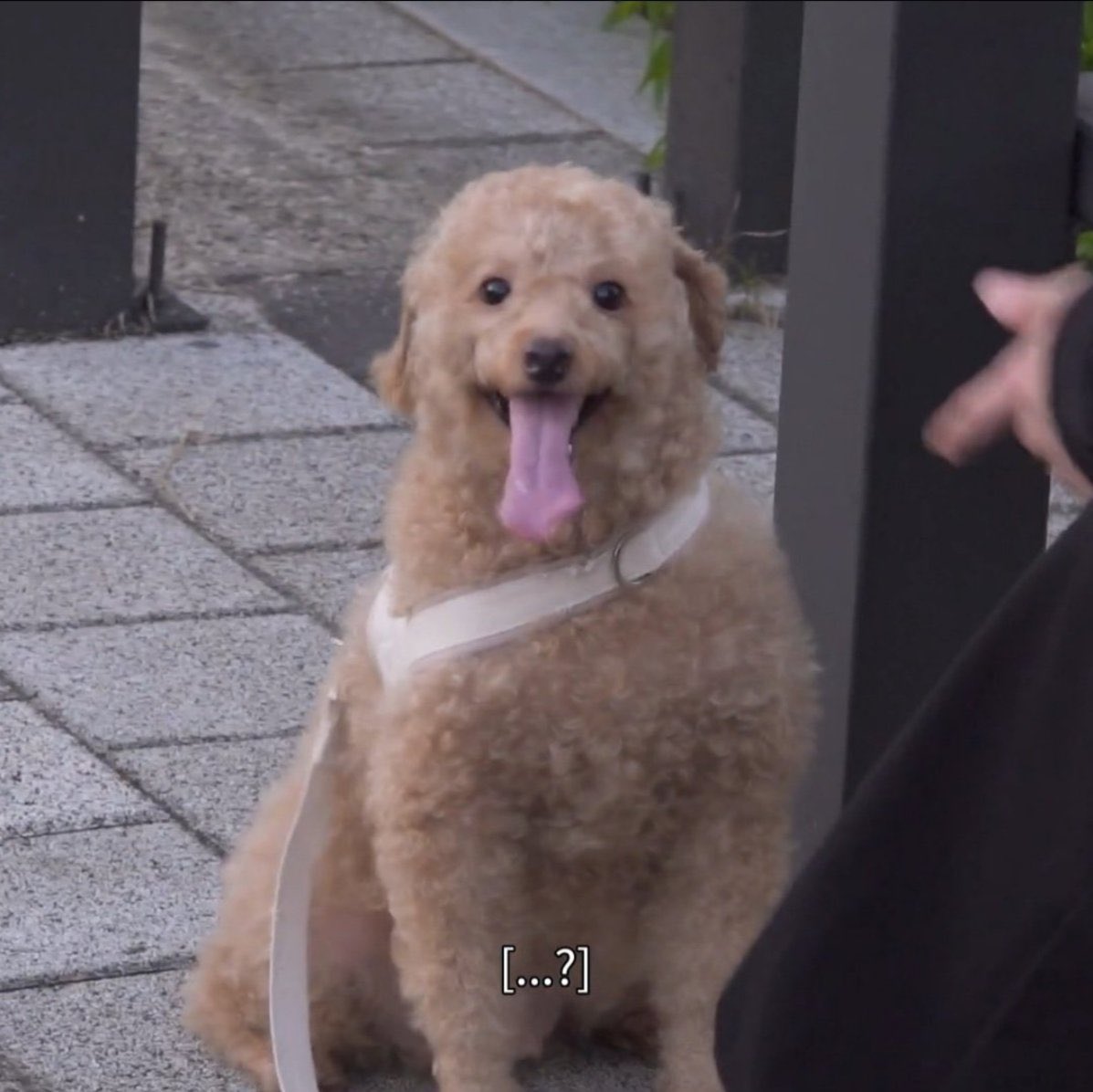 t_rinosaur's tweet photo. im gonna be real yall i have never seen a dog shaped like this before https://t.co/Tms7rHnUiK