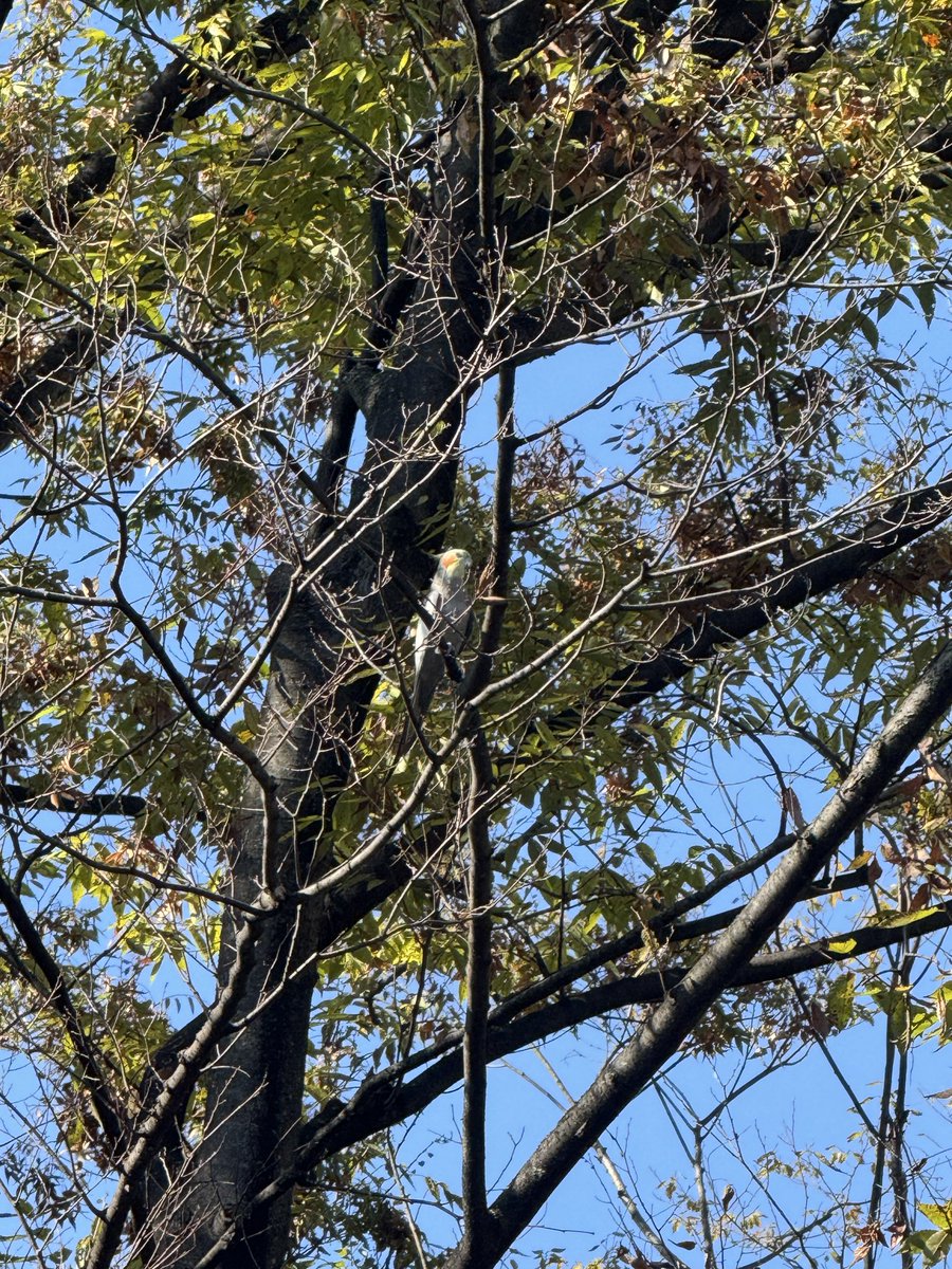erynnico's tweet photo. 砧公園駐車場にオカメインコがいました。呼び鳴きしています。13：54。#オカメインコ　#インコ　#砧公園　#世田谷　#オカメ https://t.co/dIXvAHZFQ3