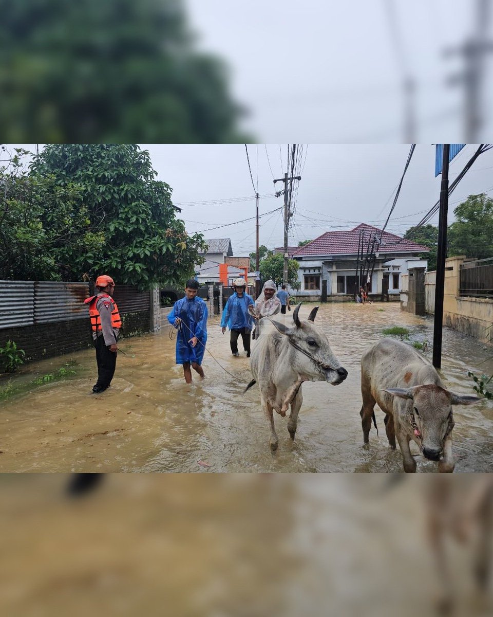 humaspoldalpg's tweet photo. Polri melalui Polda Sumatera Barat mengerahkan personel gabungan untuk menangani banjir yang melanda sejumlah wilayah di Kota Padang. Sebanyak 500 personel dari Satbrimob, Ditsabhara, Ditpolairud, Polresta Padang, bersama unsur SAR dan Basarnas diterjunkan ke Perumahan Lumin Park, Kuranji, Goa, dan Sungai Lareh untuk mengevakuasi warga, mengamankan permukiman, serta menyiapkan posko pengungsian, kesehatan, dan SAR. Seluruh warga di kawasan terdampak berhasil dievakuasi dengan selamat dan tidak ada korban jiwa yang dilaporkan. Selain itu, Polda Sumbar juga memberikan pelayanan kesehatan, bantuan pakaian, dan dukungan logistik bagi pengungsi, khususnya anak-anak dan lansia. Polri Terus Berkomitmen #BersamaBangkitKembali dan Siaga Tanggulangi Bencana yang terjadi

“Prioritas utama dalam penanganan bencana adalah keselamatan masyarakat. Polri hadir untuk membantu proses evakuasi, memberikan pelayanan kesehatan, dan memastikan keamanan lingkungan warga terdampak. Kami juga mengimbau masyarakat tetap waspada terhadap potensi hujan susulan serta mengikuti arahan petugas,” tutur Karo Penmas Divisi Humas Polri, Brigjen Pol. Trunoyudo Wisnu Andiko, S.I.K., M.I.Kom., dalam keterangannya di Jakarta, Sabtu (10/10).