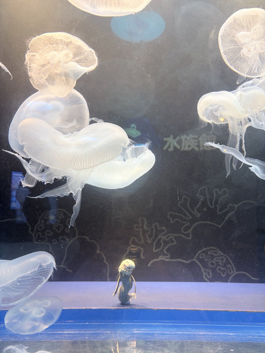 k5_kny's tweet photo. フォトスポットで親子連れに囲まれちいちゃいひねを撮るという奇行をしてる ほんまキチガイでごめん https://t.co/Njv0xIJDkQ