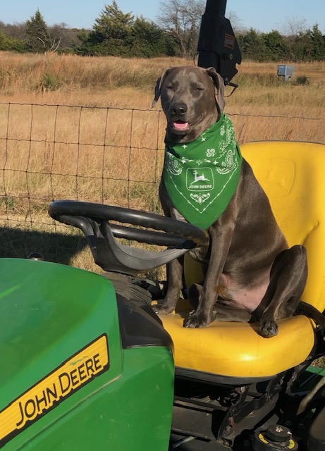MandyBaileyWX's tweet photo. Duke is ready to get some work done with the John Deere!
Photo sent in from Jeff Holland.
#weather #dog #johndeere #fall https://t.co/F8bcZjNv9x
